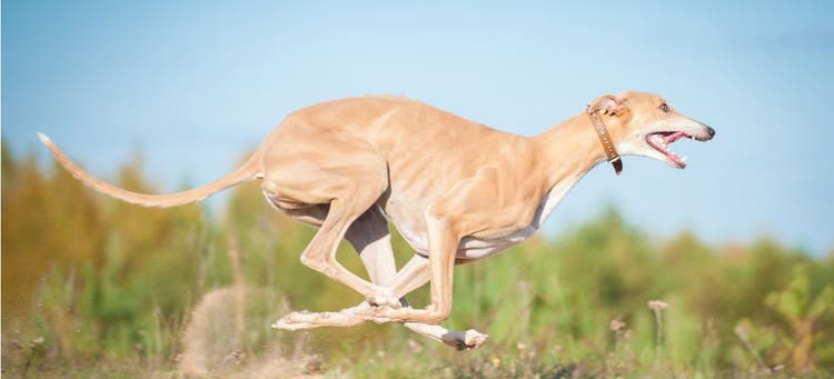 A Greyhound, which is the fastest dog breed, runs at full speed.