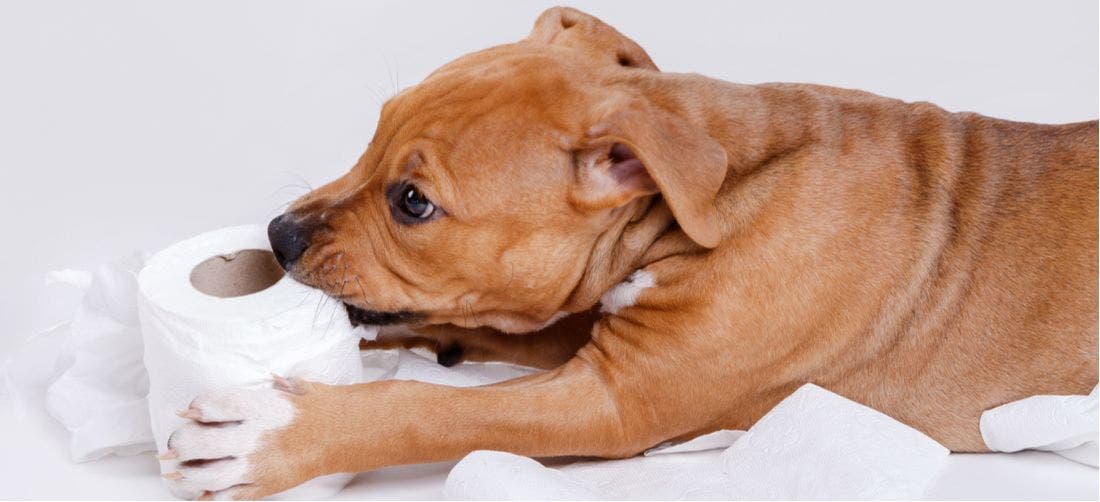 How to Potty Train a Puppy PetPlace