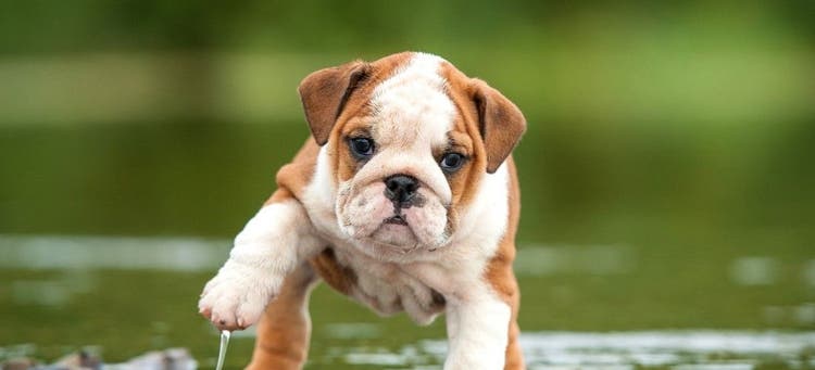 Here's why we love English Bulldogs.