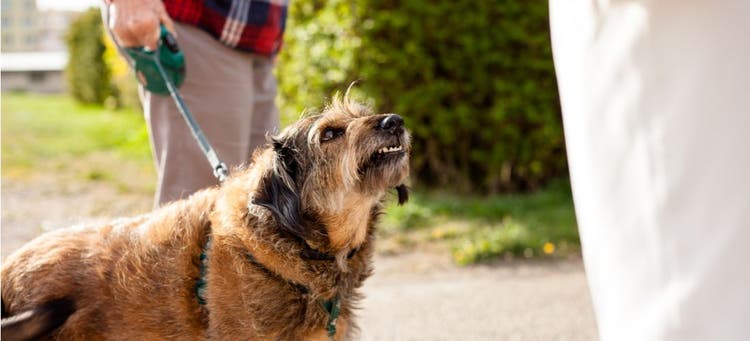 Territorial Aggression Toward People in Dogs PetPlace