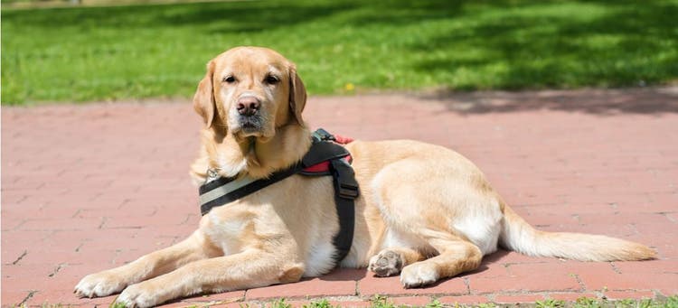 A diabetic service dog rests by their owner.