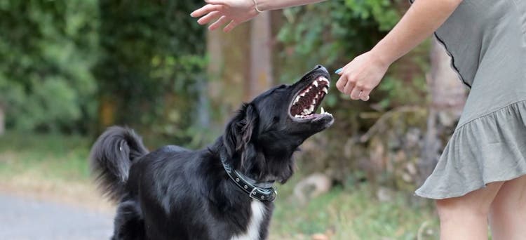 A dog attempts to bite a girl's hand.