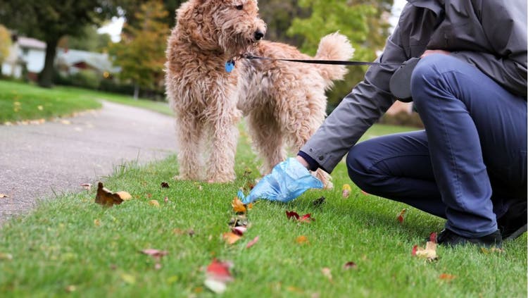 A dog owners cleans up after their leashed dog.
