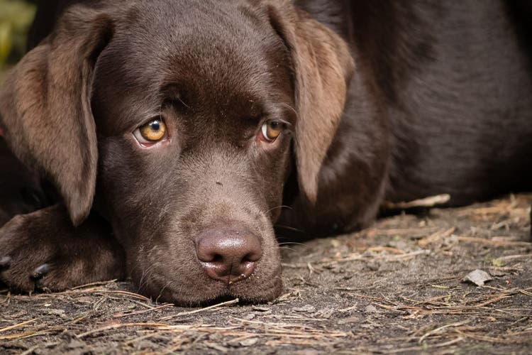 do dogs grieve