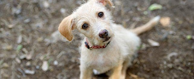 guide to dog adoption