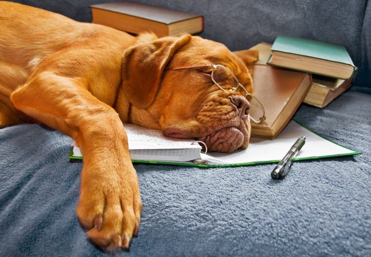 Dog Sleeping after Studying