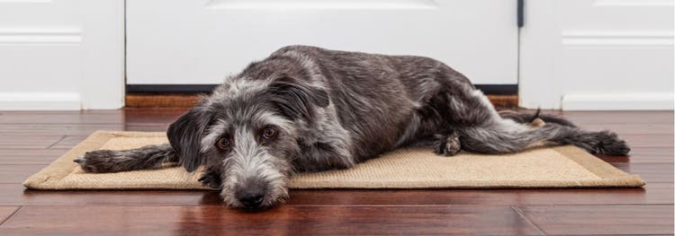 A dog waiting by the door for its owner.