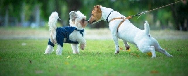dog to dog communication