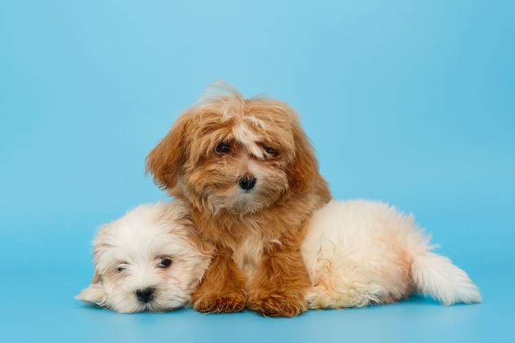 Two long-haired, golden dogs.