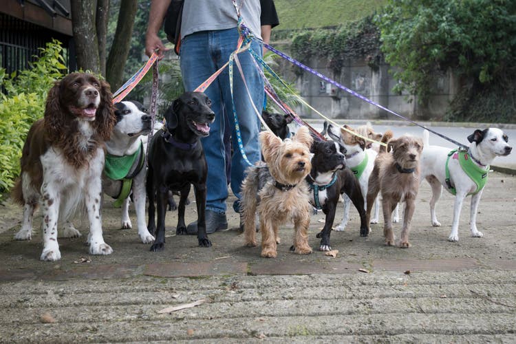 dog walking services