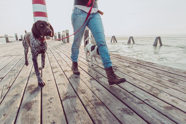 How Much Should You Walk Your Dog?