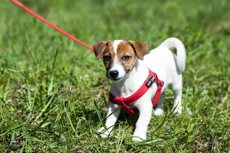 A small dog on a walk