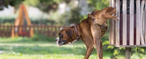 Female dog marking on sales walks