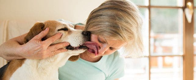 why does my dog lick me