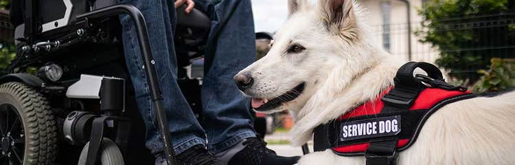 A white dog with its tongue out AI-generated content may be incorrect.