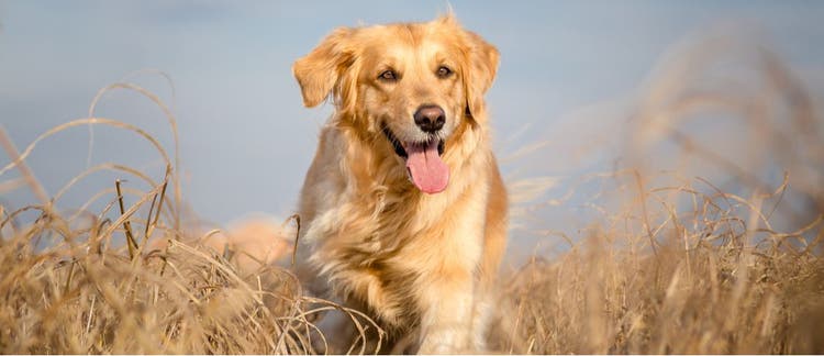 A golden retriever runs through a field.