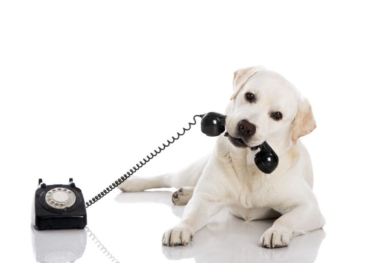 canine body language