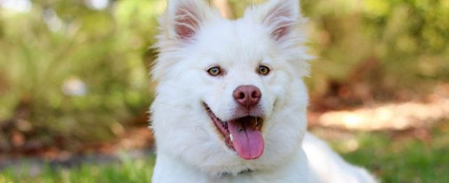 is your dog licking or kissing
