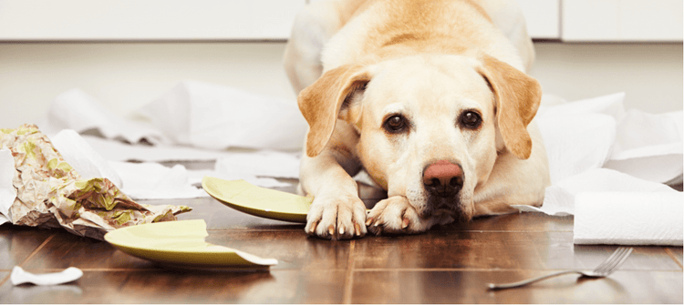 A moody teenage dogs breaks dishes.