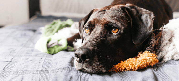 A dog stares at its owner with pleading, puppy dog eyes.