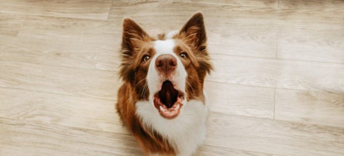 Dog barks when i get home cheap
