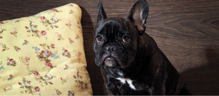 An embarrassed French bulldog.
