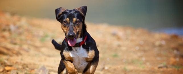 why do dogs wag their tails