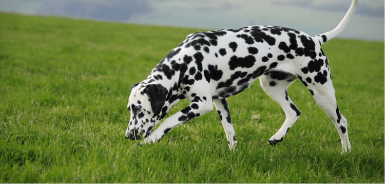 A Dalmatian sniffs the grass.