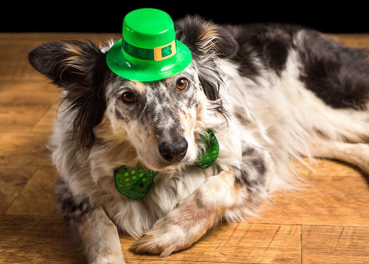 Ten Reasons to Feel Lucky for Your Dog