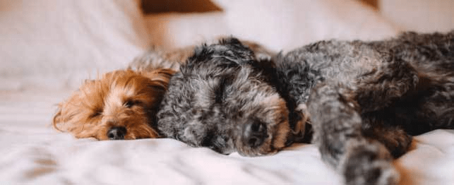 why do dogs run in their sleep