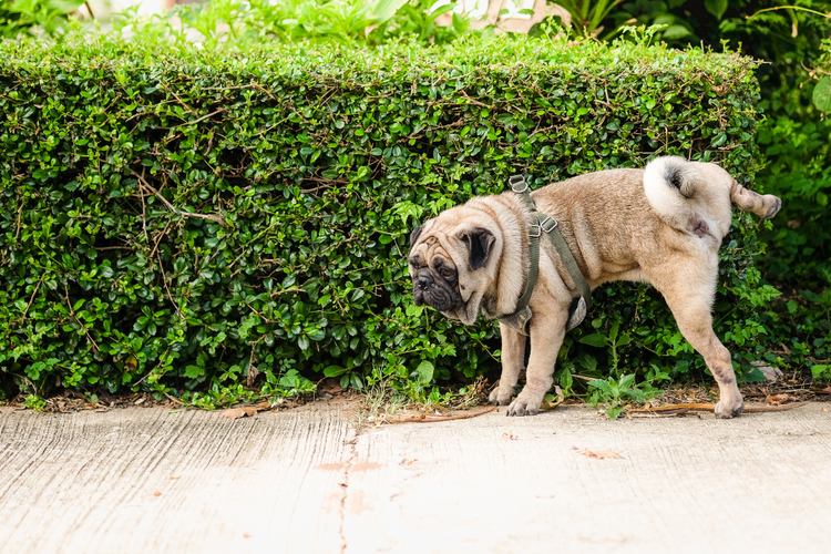 A Dog Lifts Its Leg to Urinate Against a Line of Hedges
