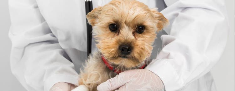 A puppy during its first vet visit.