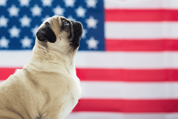 A pug looking up in front of an American flag.