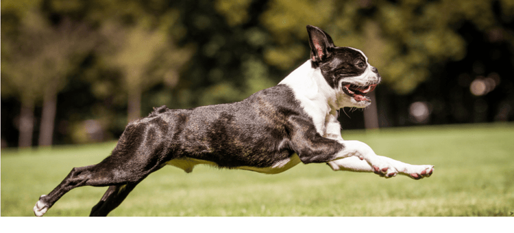 A Boston Terrier in mid-air.