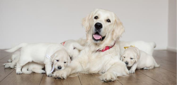A mother dog with her litter.