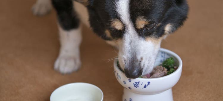 Cooking a balanced meal for your dog is a great way to show you care.