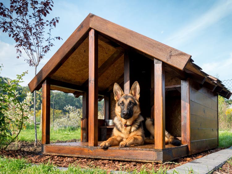 A German Shepard relaxes in a sunlit dog house.