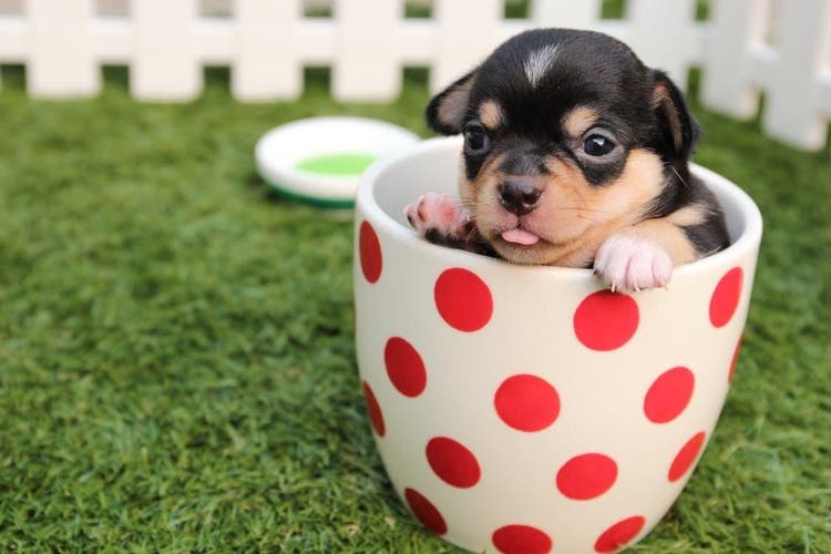 valentine's day puppy names