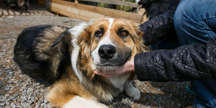 A concerned dog lover strokes a brown, black, and white stray.