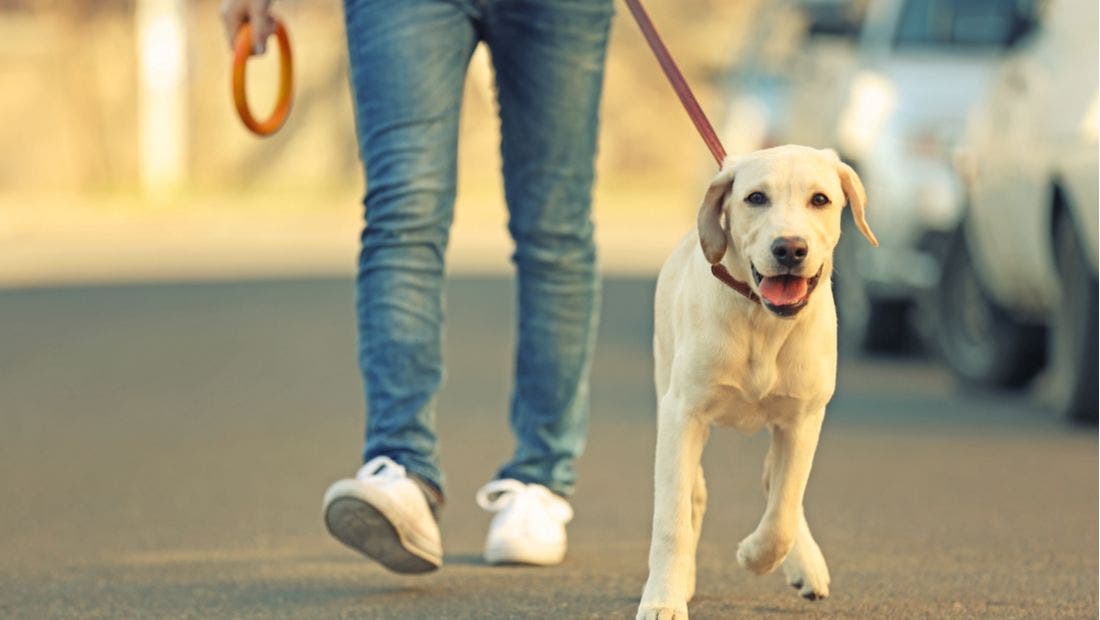 How to Start Your Own Dog Walking Business