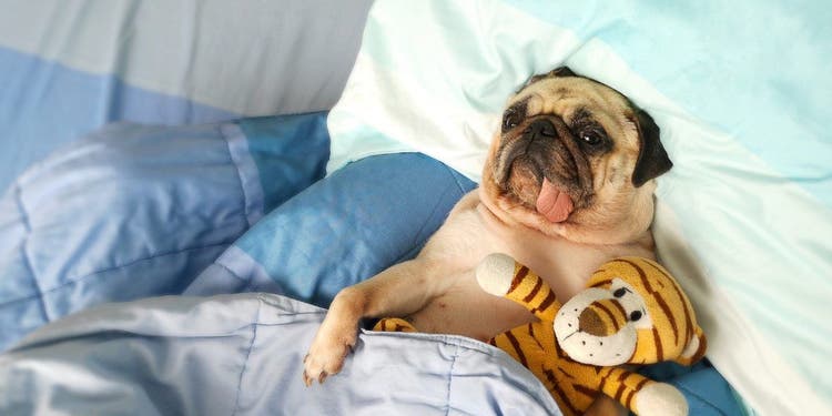 dog daycare