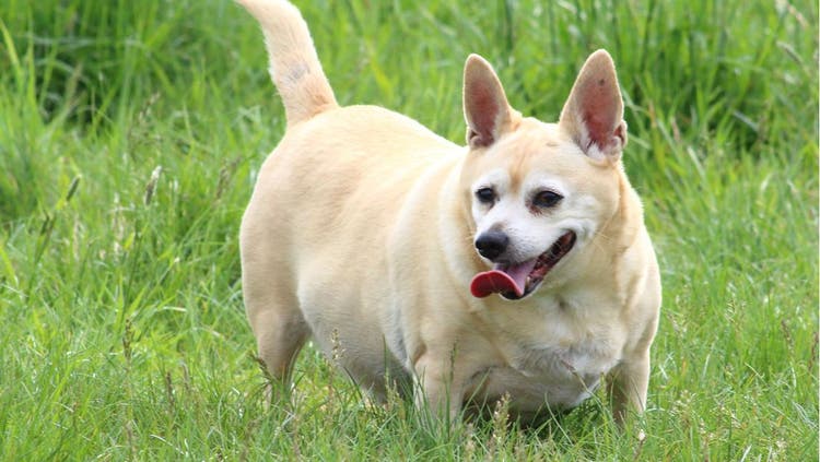 Canine Obesity