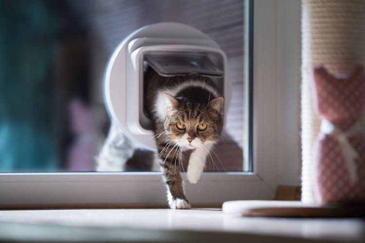 which pet microchip is best