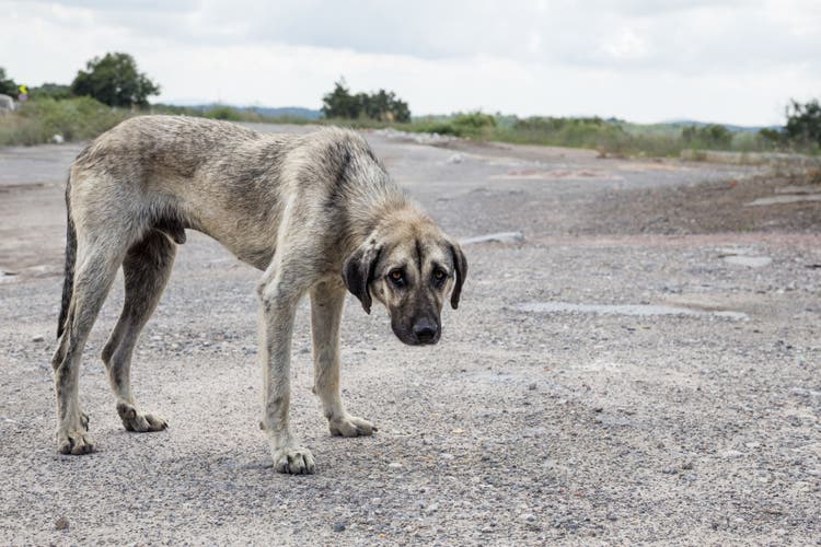 A skinny, sad stray dog stares into the camera.