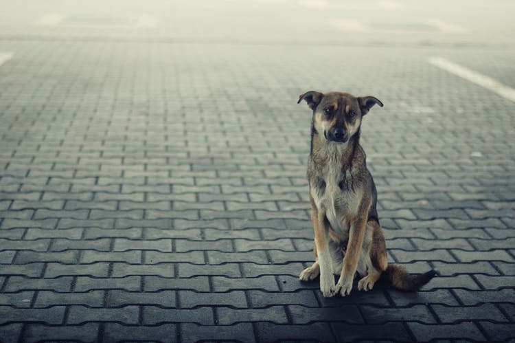 A Stray Dog Looks Sadly Toward the Camera