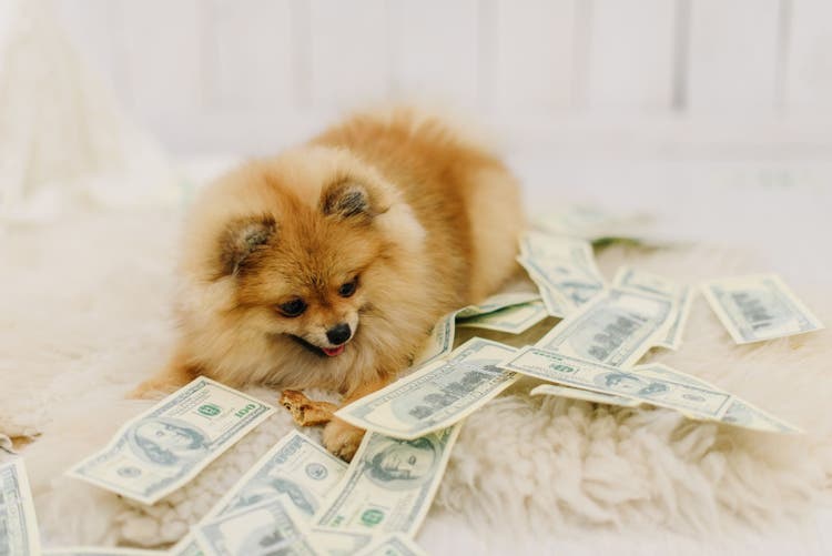 how much is a dna test for a dog