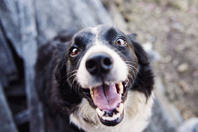 A happy spayed dog.
