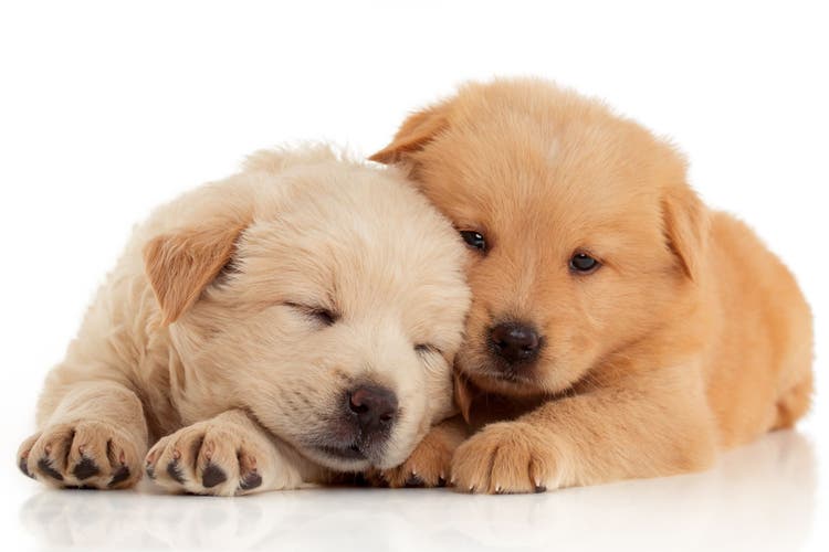 deciding to get a new puppy