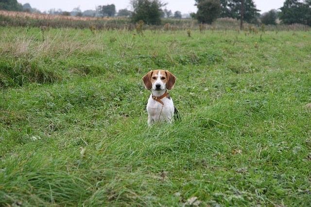 Feeding beagle puppy hotsell