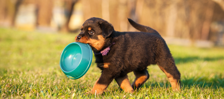 A puppy that won't eat their food.